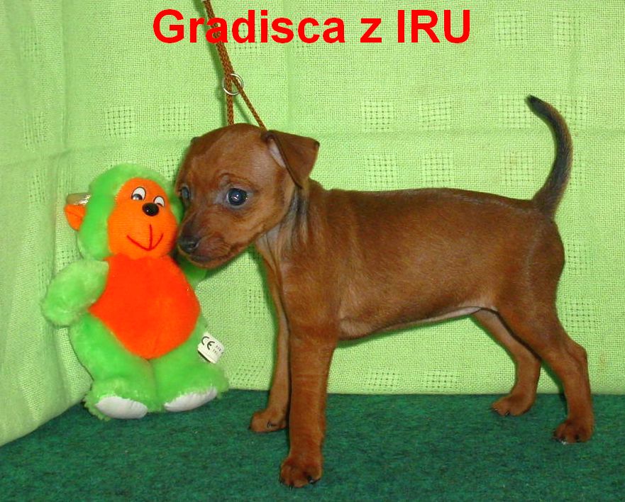 Gradisca z IRU 5.9.2010 bokem G