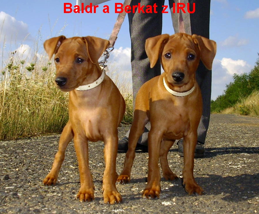 Baldr a Berkat 5.8.08 na vodítku G