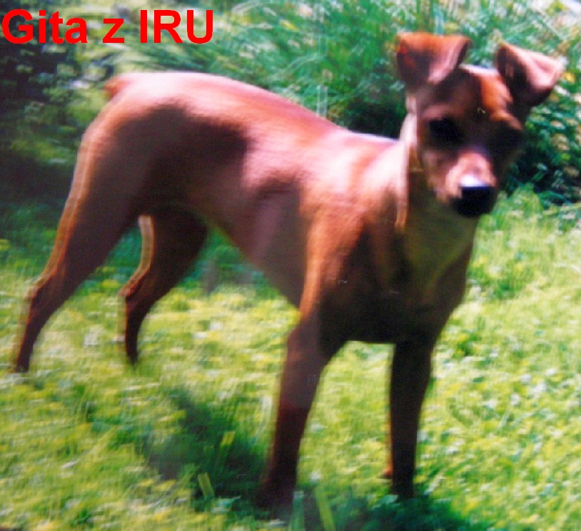Gita z IRU 96 G