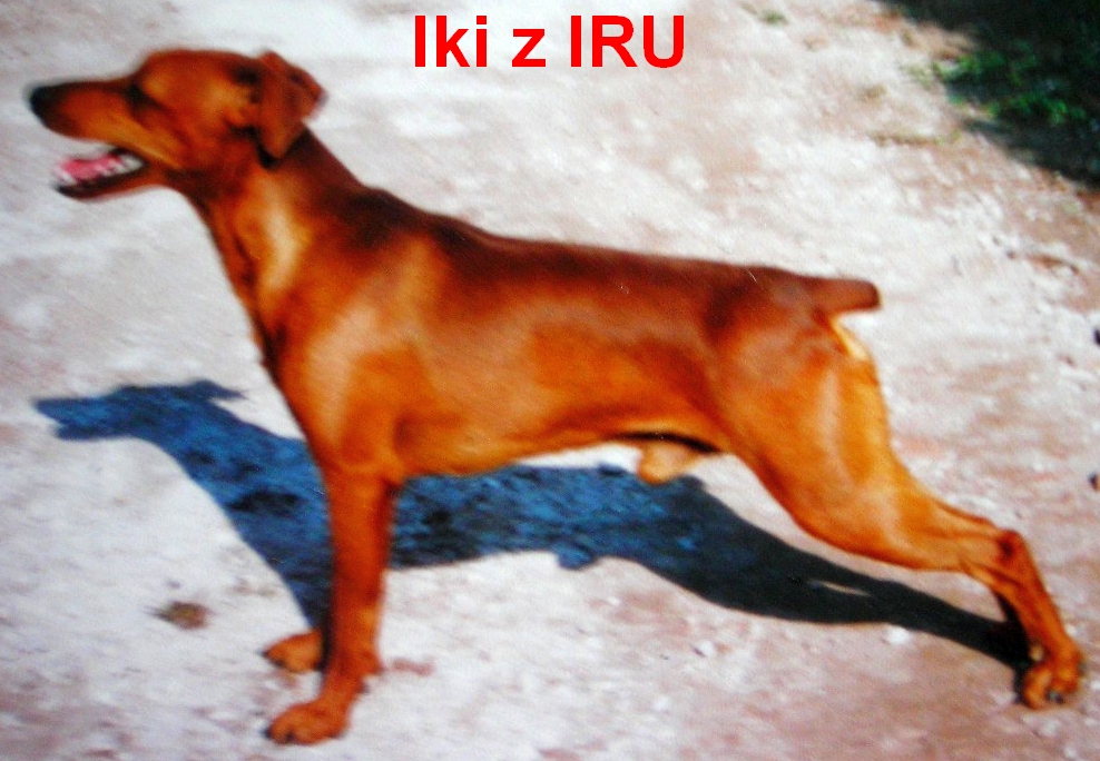 Iki z IRU 11.8.00 top G