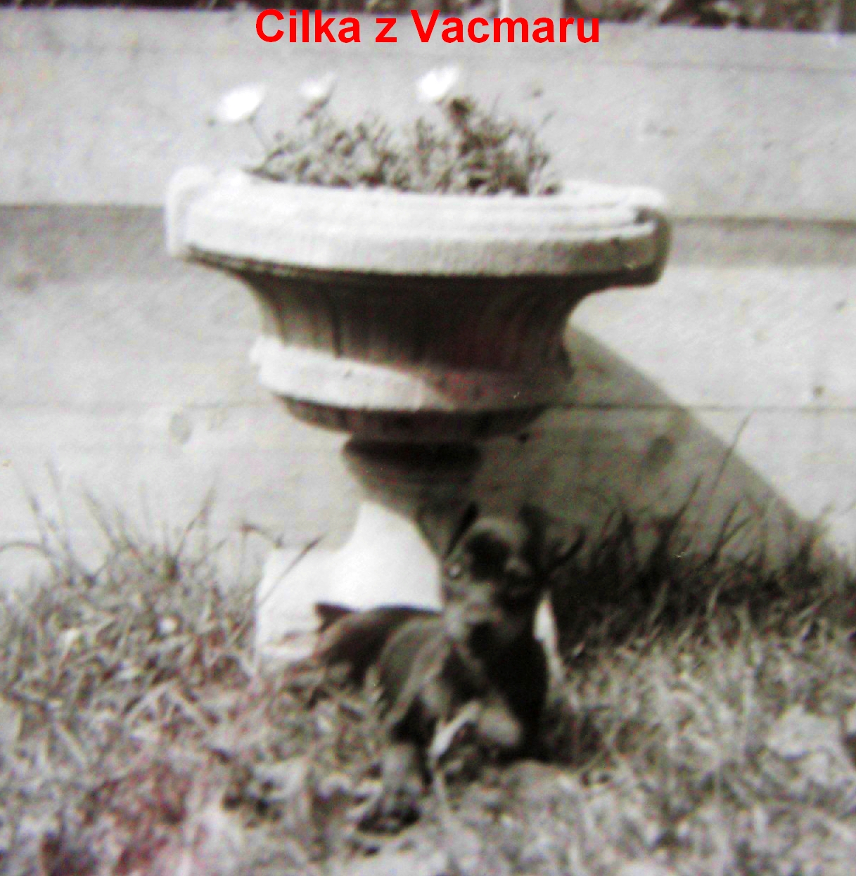 1),8.8.1988 Cilka z Vacmaru leží čelem