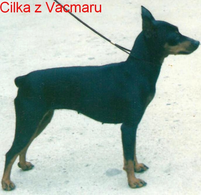 11),25.3.1993 Cilka z Vacmaru ,postoj top