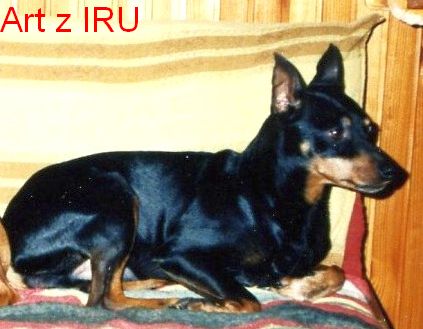 Art z IRU leží