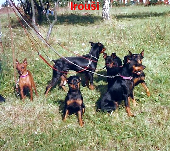 24) 3.10.1993 Irouši  a bonitace vrhu B,foto bez paničky