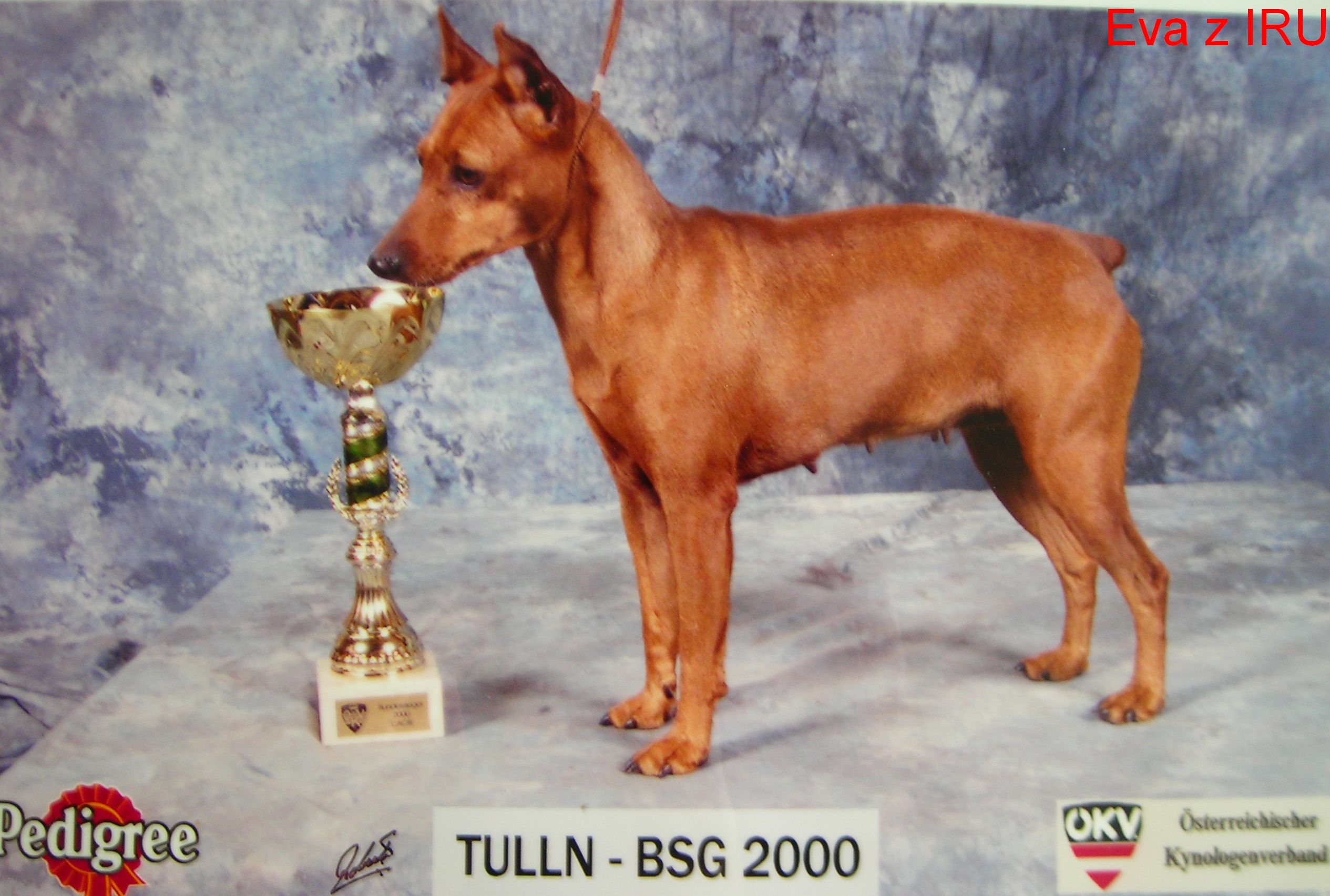8.10.2000  Eva z IRU Tulln ,V1,CACA,CACIB,BOB