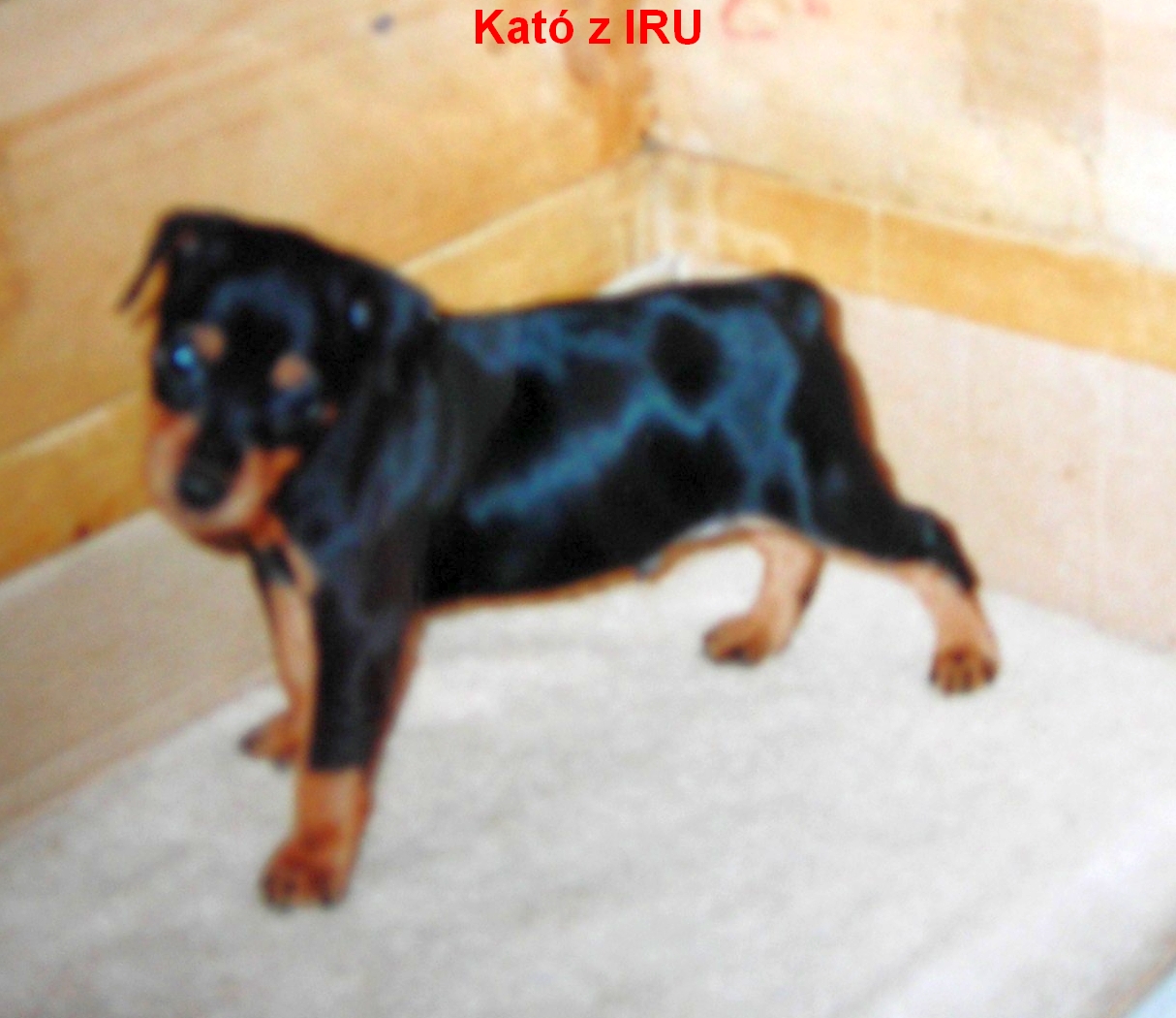 (11) 24.2.2000 Kató z IRU  - 5 týdnů