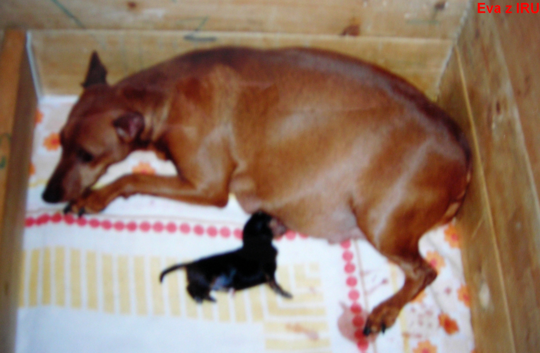 (5) 17.1.2000 Eva a Kató - 10 minut po porodu