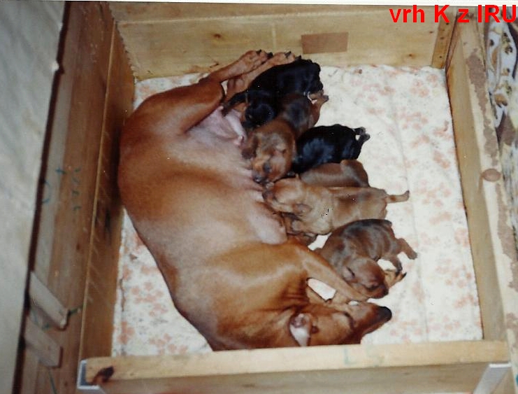 (7) 24.1.2000 vrh K ,1 týden stará