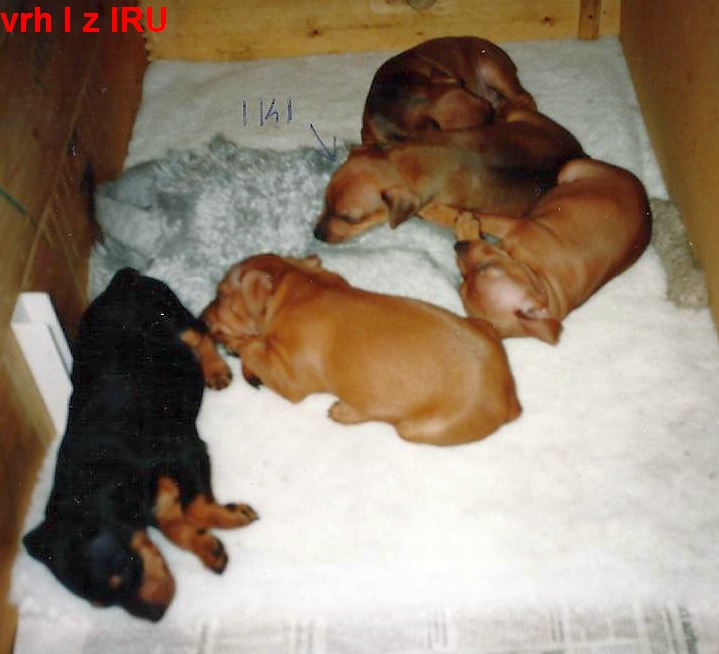 (4) 22.1.1999 vrh I z IRU Indy, Ina, Inés, Iki, Im