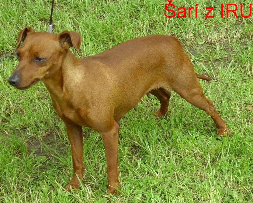 (16) 22.5.2005 Šarí z IRU LT.V1,CAC