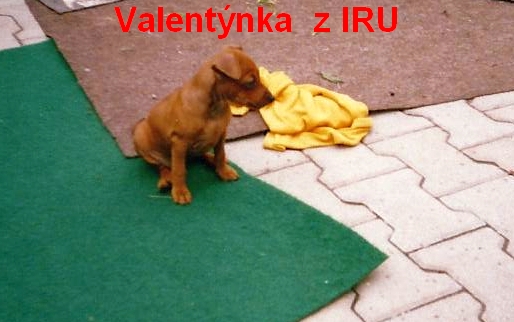 14.8.2005 Valentýnka z IRU ,2 měs.