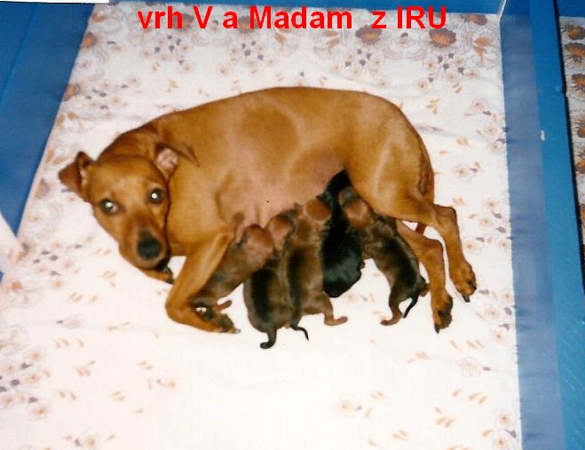 22.6.2005 vrh V a Madam z IRU