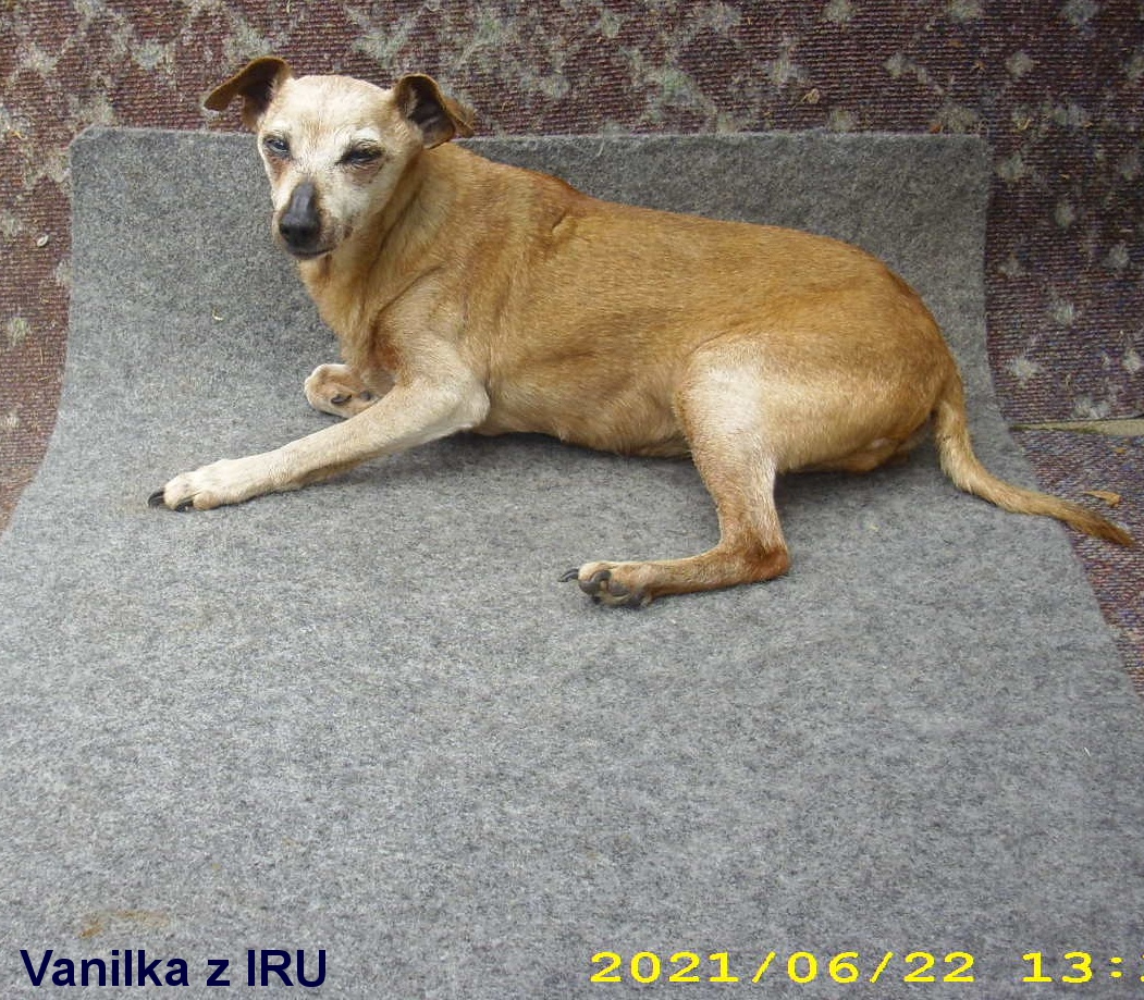 22.6.2021 Vanilka z IRU 16 let. pohled