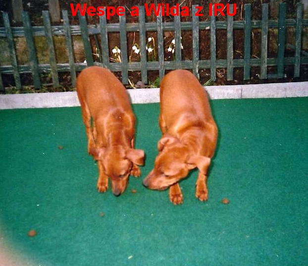 (13) 4.4.2006 Wespe a Wilda z IRU