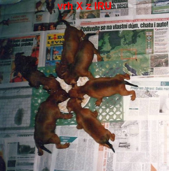 (6) 9.5.2006 vrh X při krmení,1 měs.