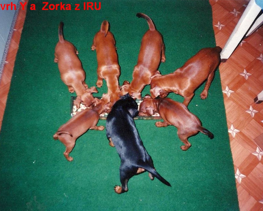 (2) 18.3.2007 vrh Y a Zora z IRU