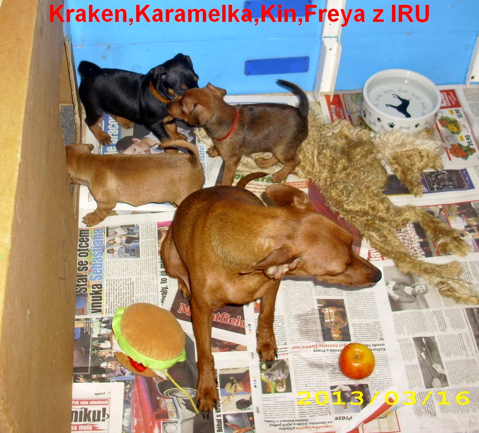 16.3.2013 Kraken,Karamelka,Kin,Freya z IRU v novém