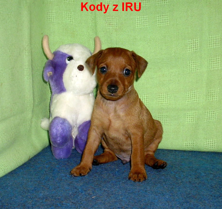 17.3.2013 Kody z IRU sedí top 1