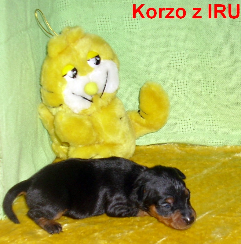 24.2.2013 Korzo z IRU leží vpravo