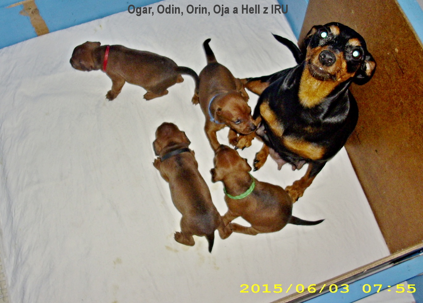 3.6.2015 Ogar,OOdin,Orin,Oja -zelená a Hell z IRU