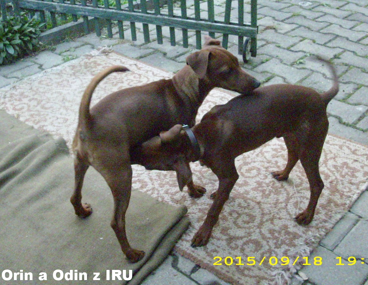 18.9.2015 Orin a Odin z IRU návštěva