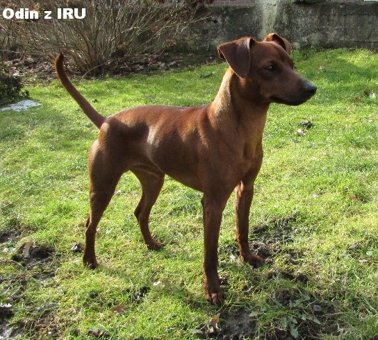 19.2.2016 Odin z IRU postoj top
