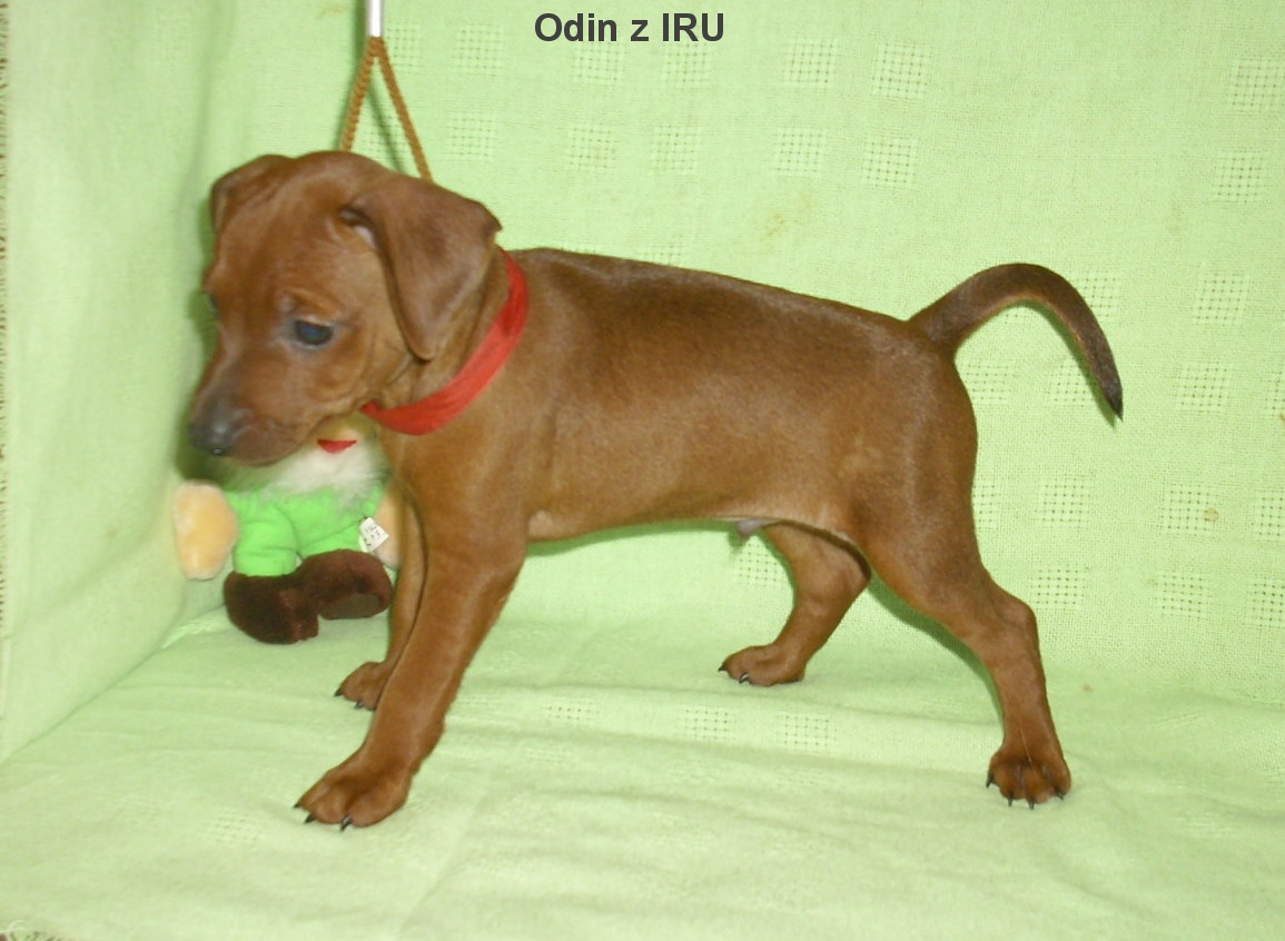 28.6.2015 Odin z IRU postoj,top