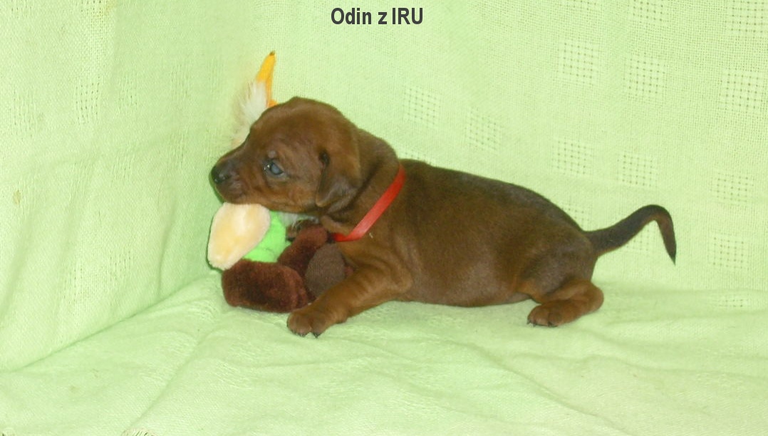 31.5.2015 Odin z IRU a kamarád