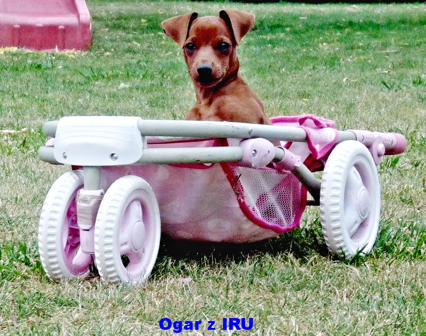 6.9.2015 Ogar z IRU moto GP