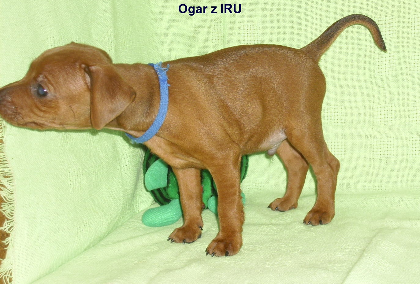 21.6.2015 Ogar z IRU odchází
