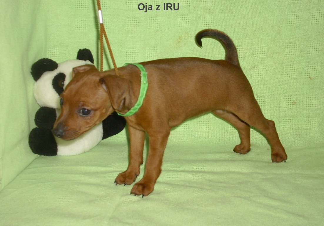 28.6.2015 Oja z IRU postoj,top