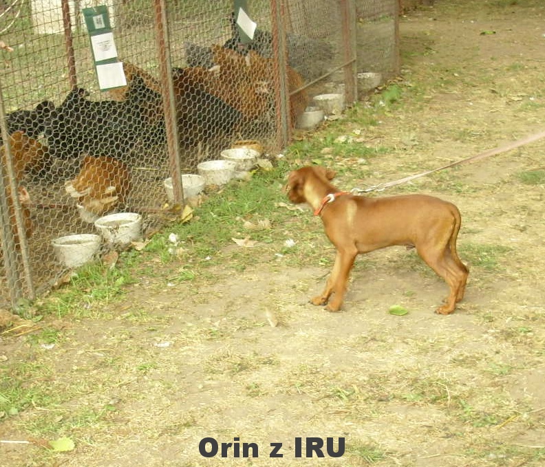 6.9.2015 Orin z IRU na výstavě v Lounech se slepicema