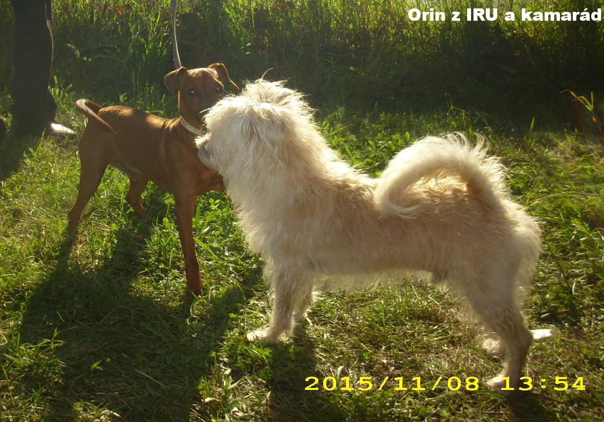 8.11.2015 Orin z IRU a kamarád,kdo je víc