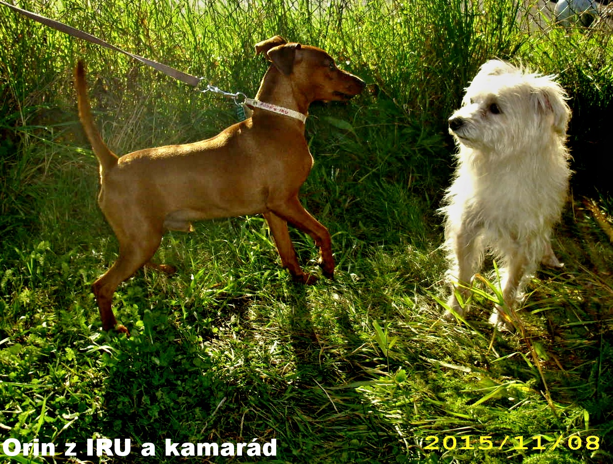 8.11.2015 Orin z IRU s kamarádem