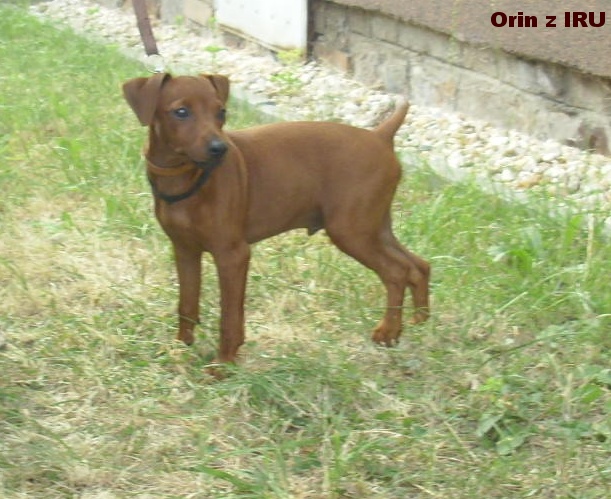 13.8.2015 Orin z IRU postoj top