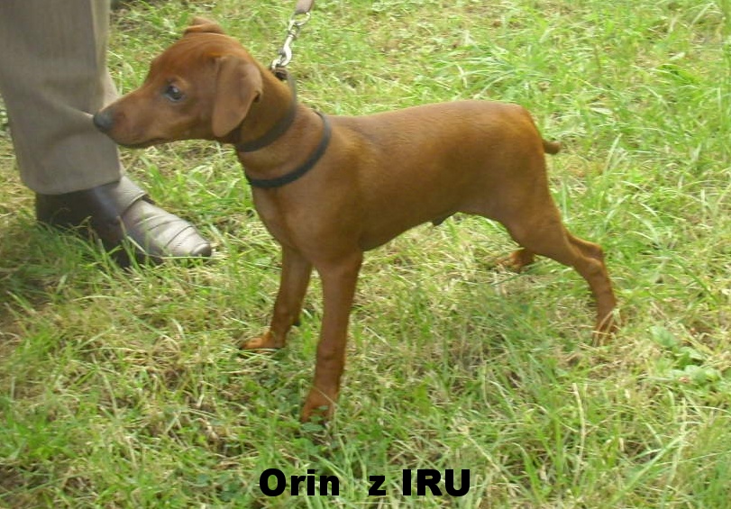 20.8.2015 Orin z IRU postoj,top