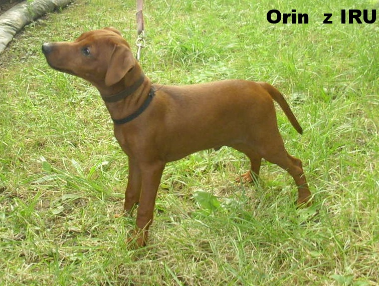 20.8.2015 Orin z IRU postoj,top.top