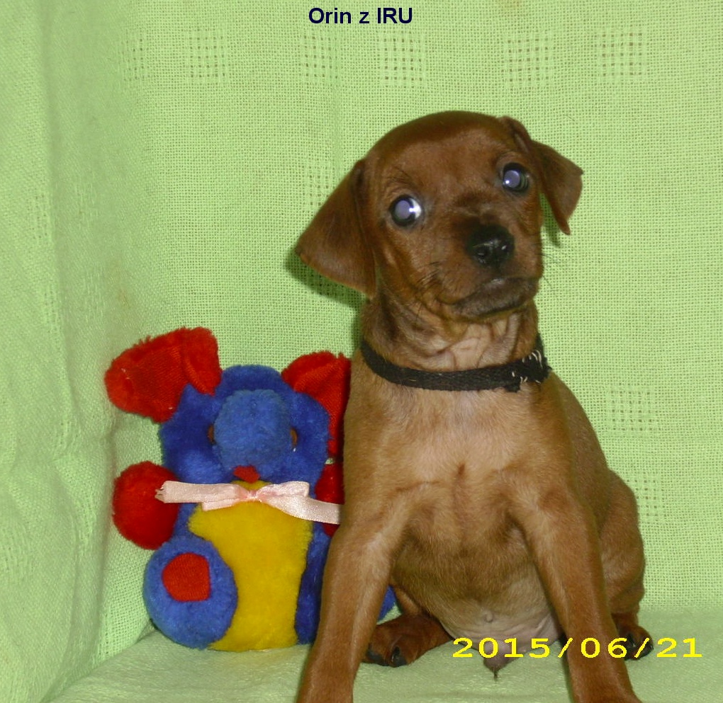 21.6.2015 Orin z IRU čelem,top