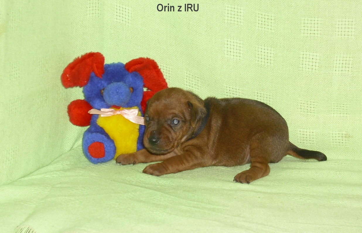 31.5.2015 Orin z IRU,čelem top
