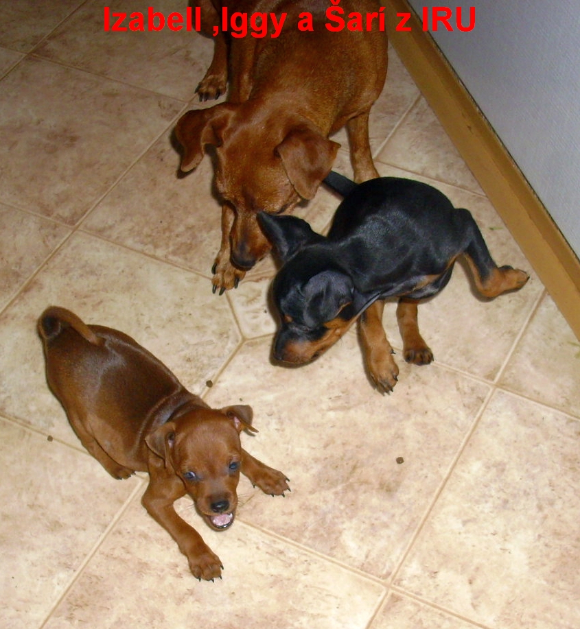 3.7.2012  Izabell ,Iggy a Šarí s granulkama