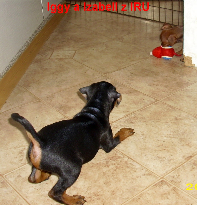 3.7.2012 Izabell a Iggy číhá