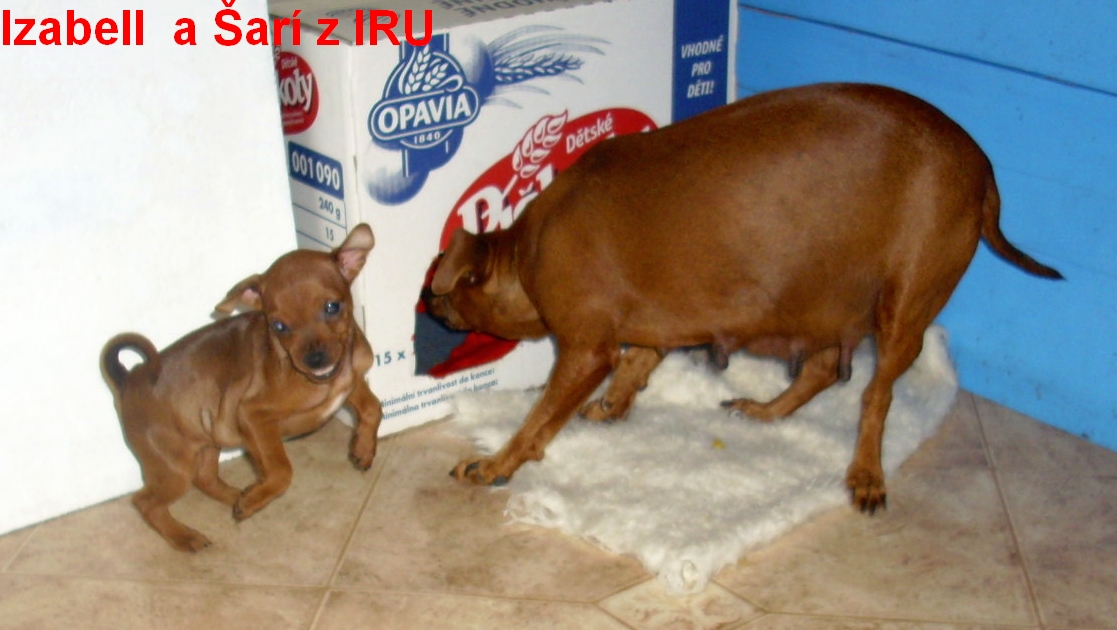 3.7.2012 Izabell a Šarí pátrají