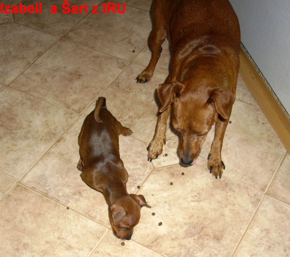 3.7.2012 Izabell a Šarí s granulkama