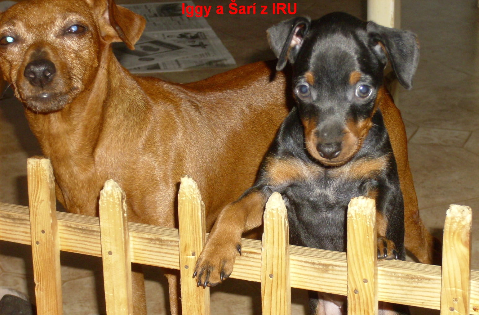 7.6.2012 Iggy a Šarí  za plůtkem top