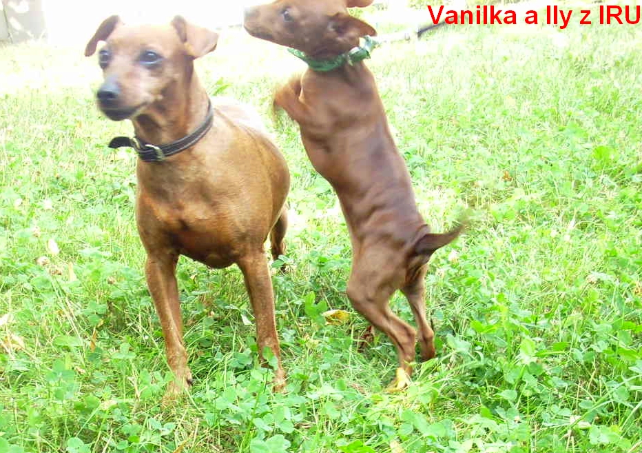 8.8.2012  Izabella  a Vanilka z IRU ve skoku