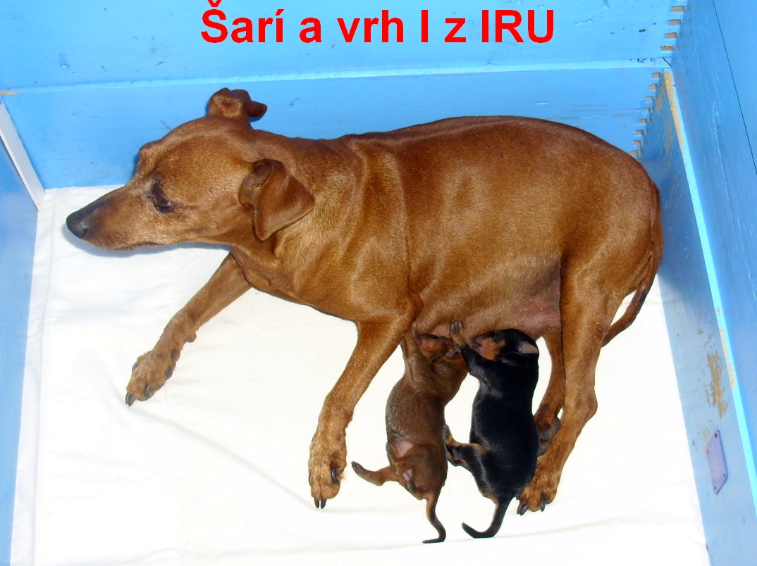 20.5.2012 vrh I1  Šarí hlavu nastranu