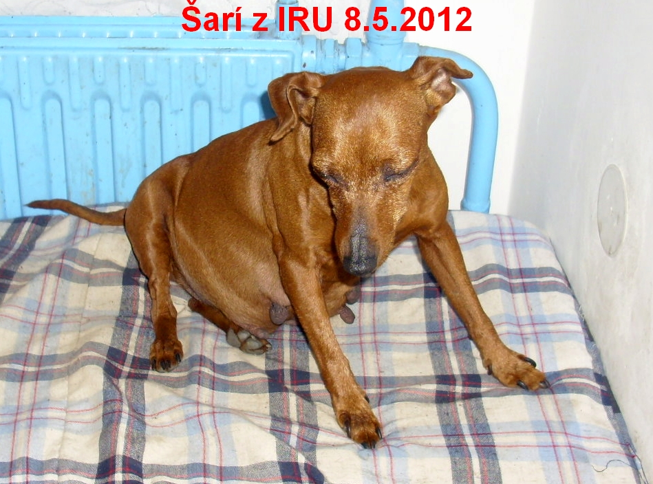 Šarí z IRU vrh I1 před porodem sedí