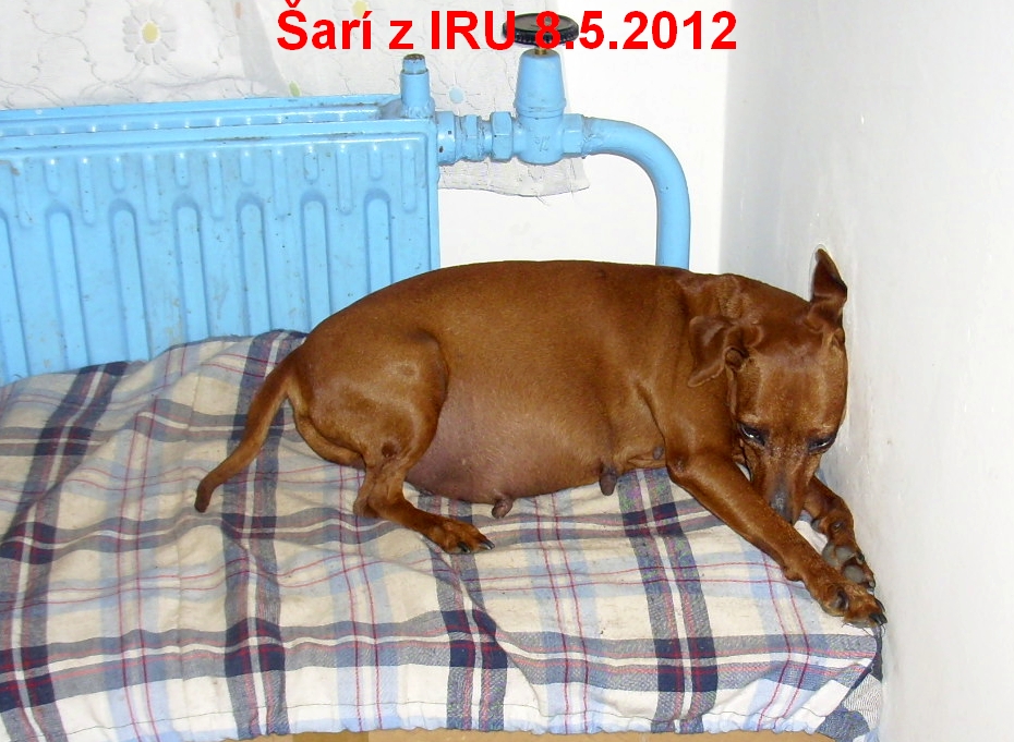 Šarí z IRU vrh I1 před porodem