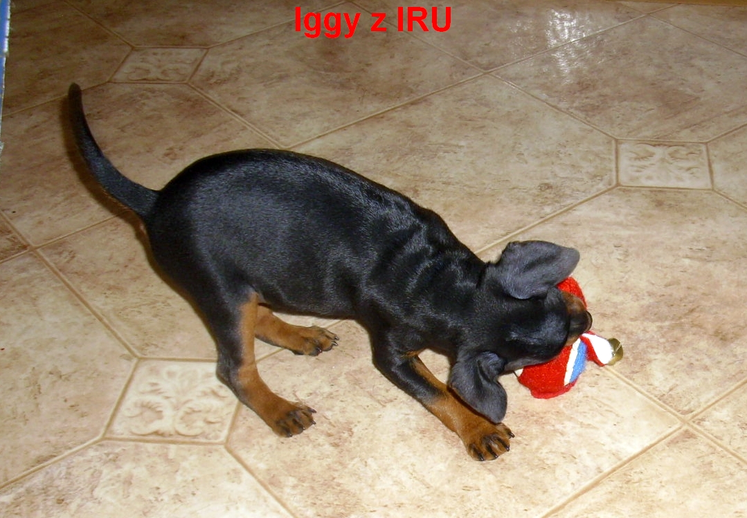 3.7.2012  Iggy dusí myšku