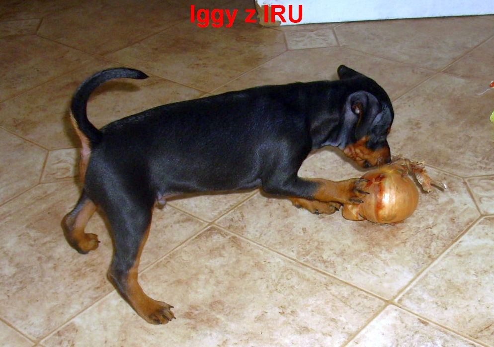 3.7.2012  Iggy s cibulí